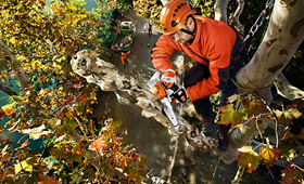 Scies à chaîne pour arboristes